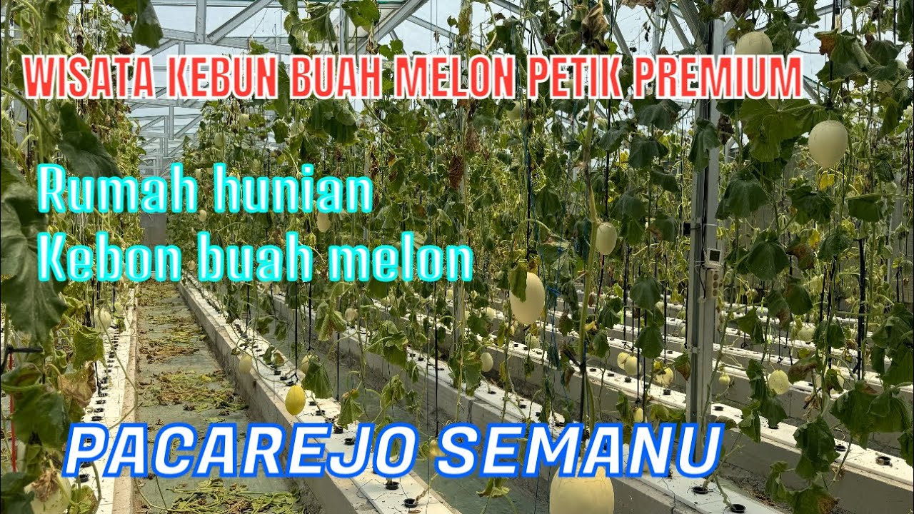 PETIK BUAH MELON PREMIUM LUAS TANAH 674 METER (TINGGAL MELANJUTKAN )@rajiproperty channel