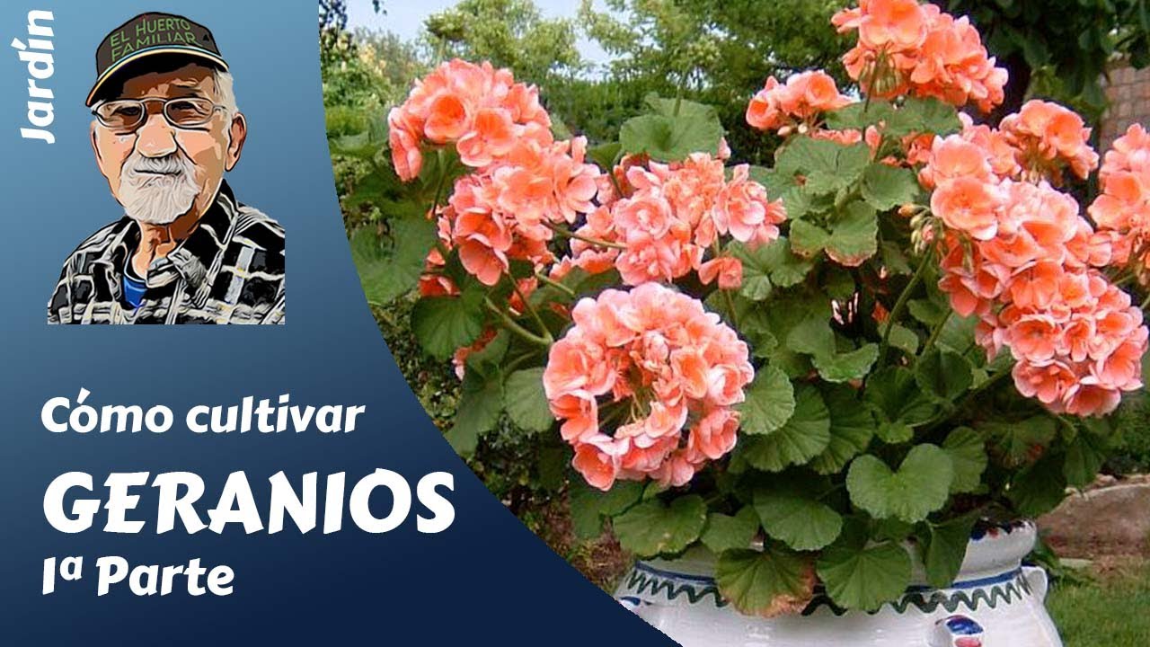 𝗚𝗘𝗥𝗔𝗡𝗜𝗢𝗦 𝟭: COMO CULTIVAR GERANIOS. GUIA COMPLETA