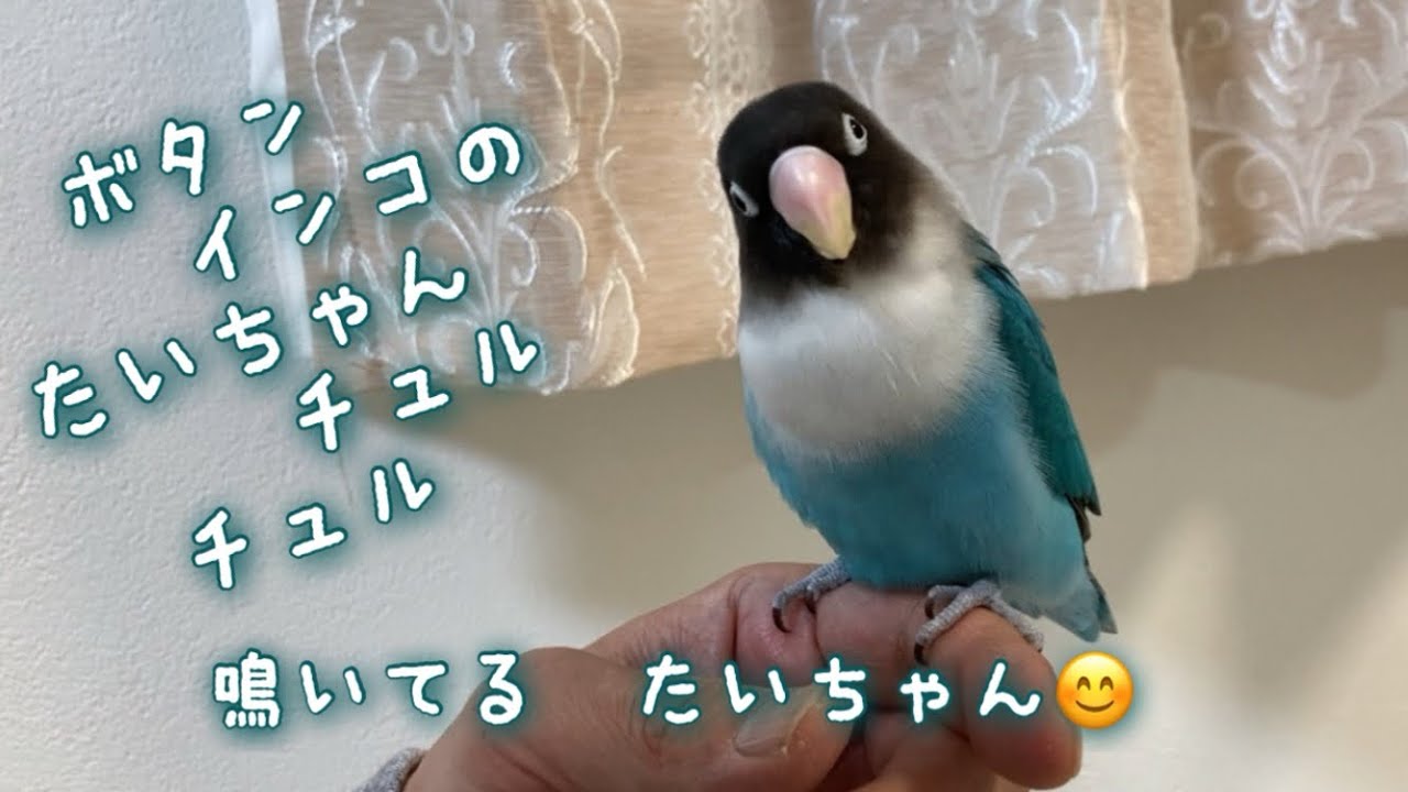 ボタンインコのたいちゃん！鳴いてる　たいちゃん😊