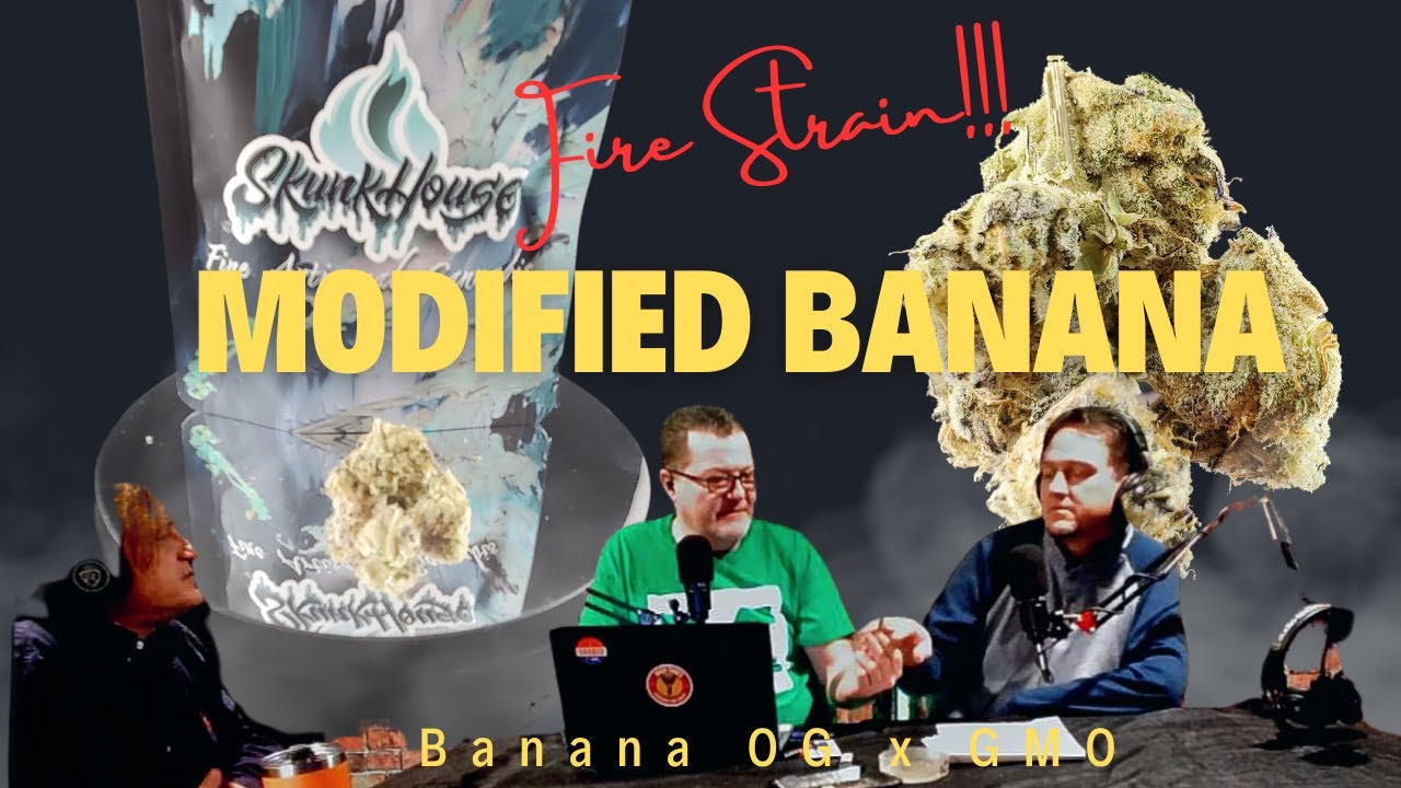 Cannabis STRAIN Review; Hottest Buzz: Modified Banana by Skunk House !