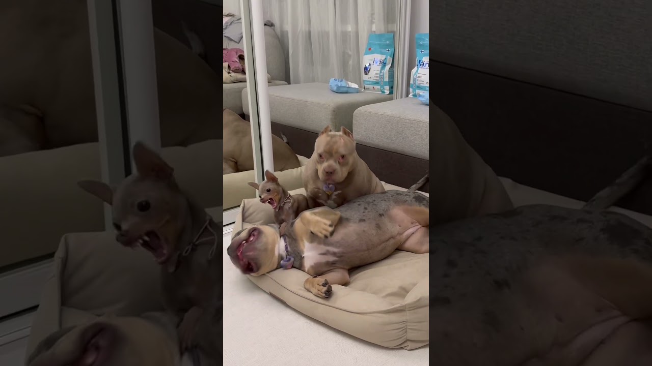 В наши расчеты вкралась ошибка🙄🤣 #собака #суперсобака #булка #americanbully #собаки