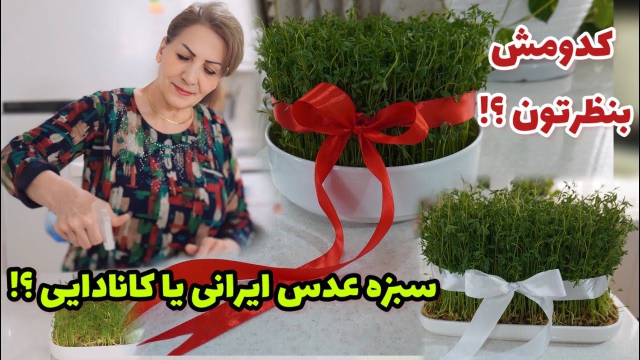 سبزه عدس ایرانی بهتره یا آمریکایی ؟ 😍 / آموزش کاشت سبزه عدس برای سفره هفت سین
