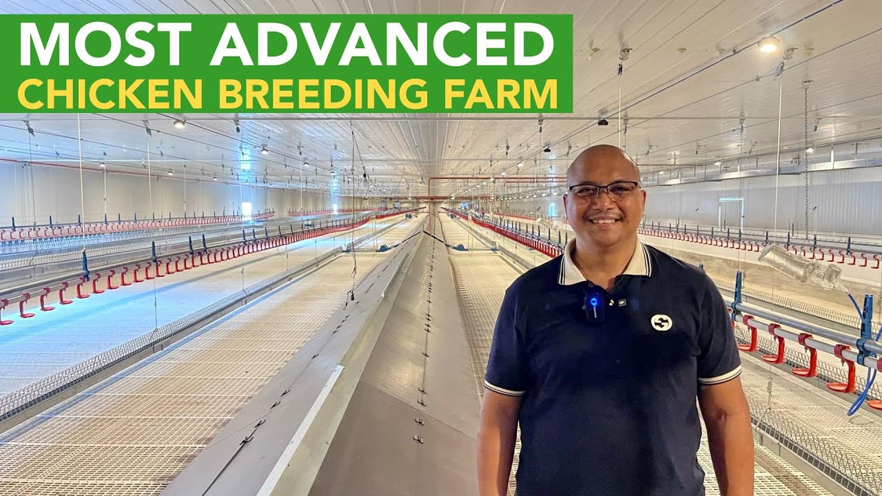 Philippines' Most Advanced Chicken Breeding Farm - Cutting-Edge Technology Transforming the Industry