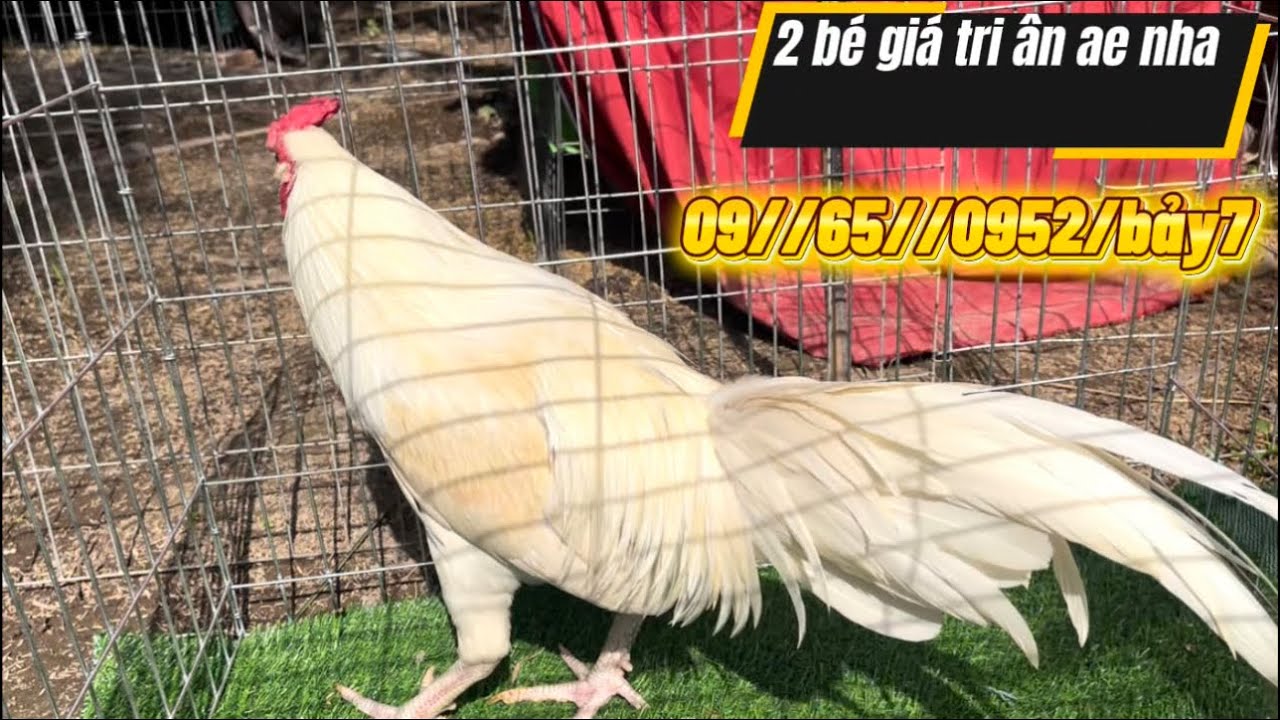 Top 2 bé giá rẻ cho ae vui xuân nha #09//65//0952/bảy7 