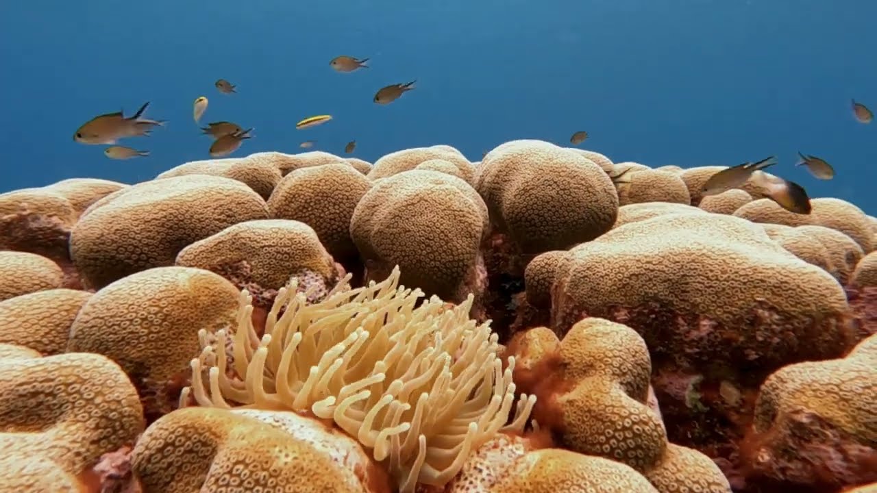 Dive Sites 