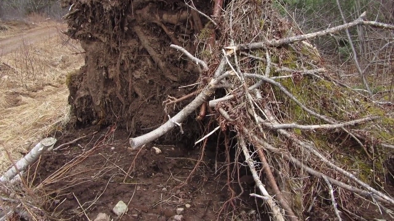 20 Was this Woodlot once Farmland? Pit and Mound Formation will tell you.