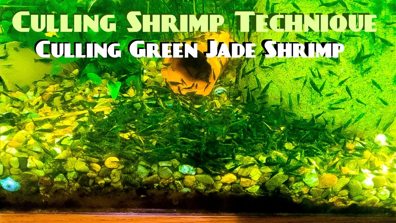 Culling Shrimp Technique - Culling Green Jade Shrimp