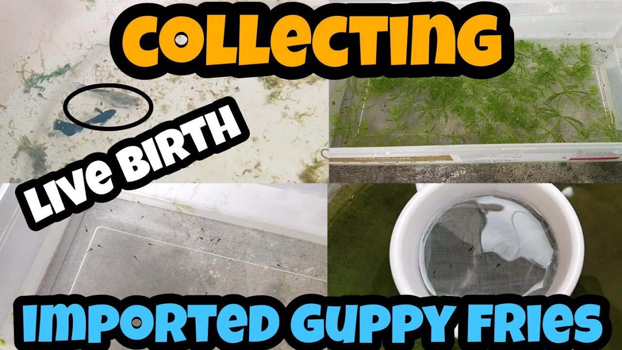 collecting Imported Guppy fries/ blue Ring samurai Guppy live birth