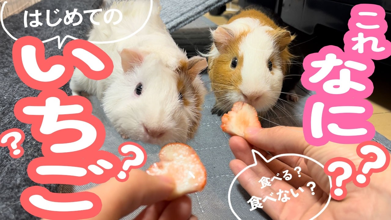 初めてのいちごに困惑するモルモットたち｜食べる？食べない？意外な反応