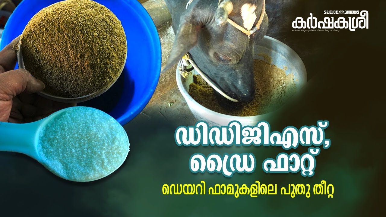 ഡെയറി ഫാമുകളിൽ പുതു തീറ്റയായി ഡിഡിജിഎസും ഡ്രൈഫാറ്റും, അറിയേണ്ടത്