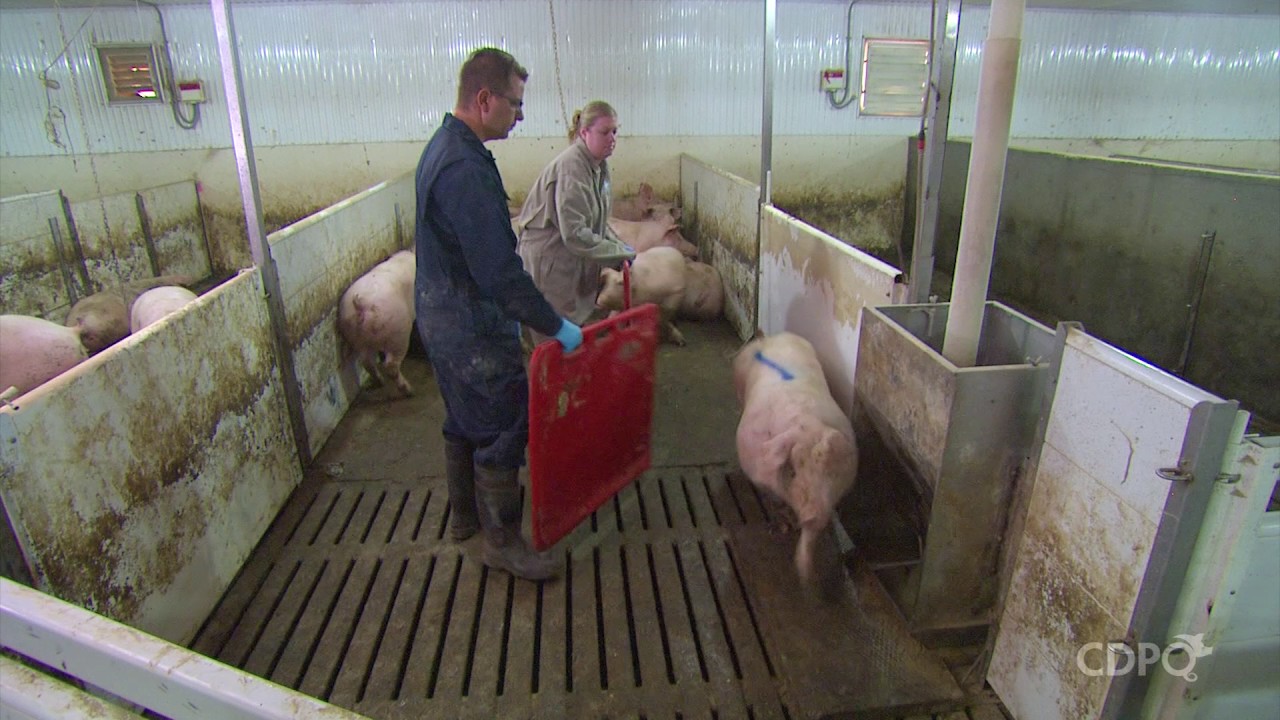 La mise à jeun des porcs