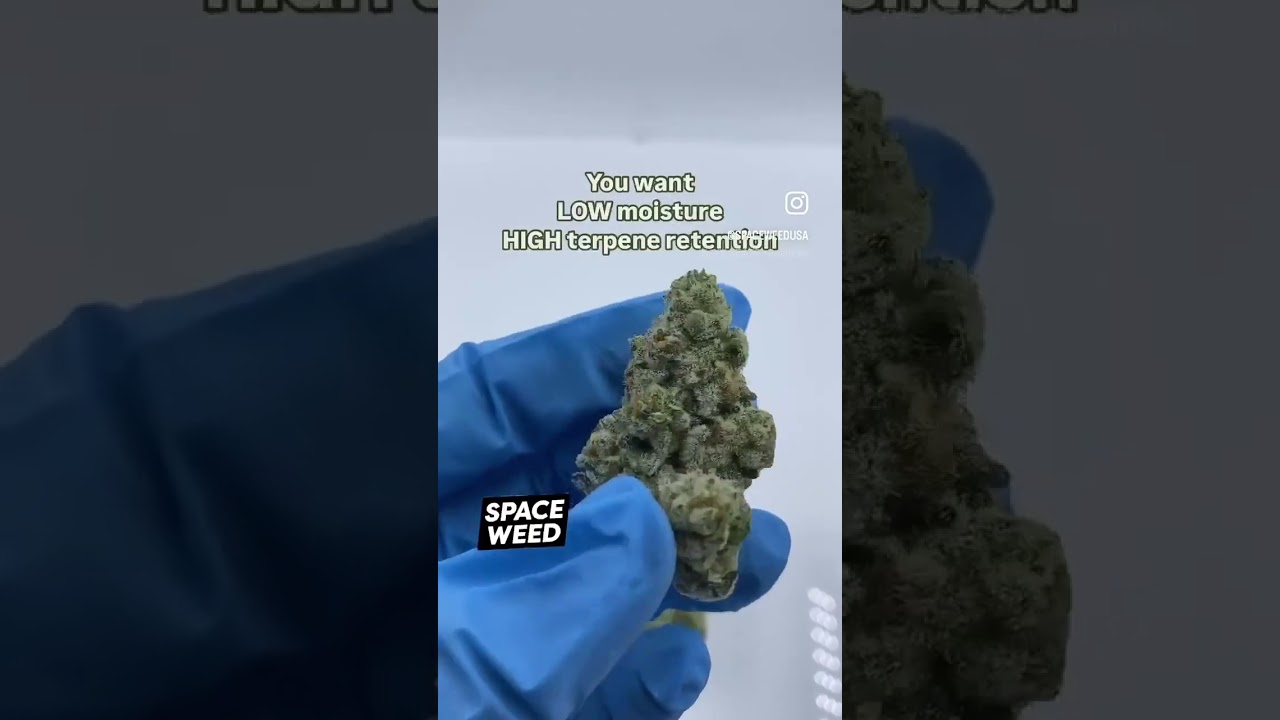 The BIGGEST MYTH in Cannabis