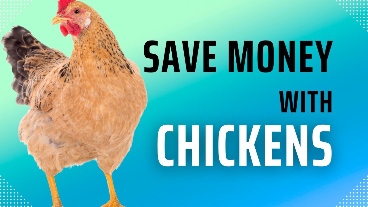 Money-Saving Tips: Owning Chickens