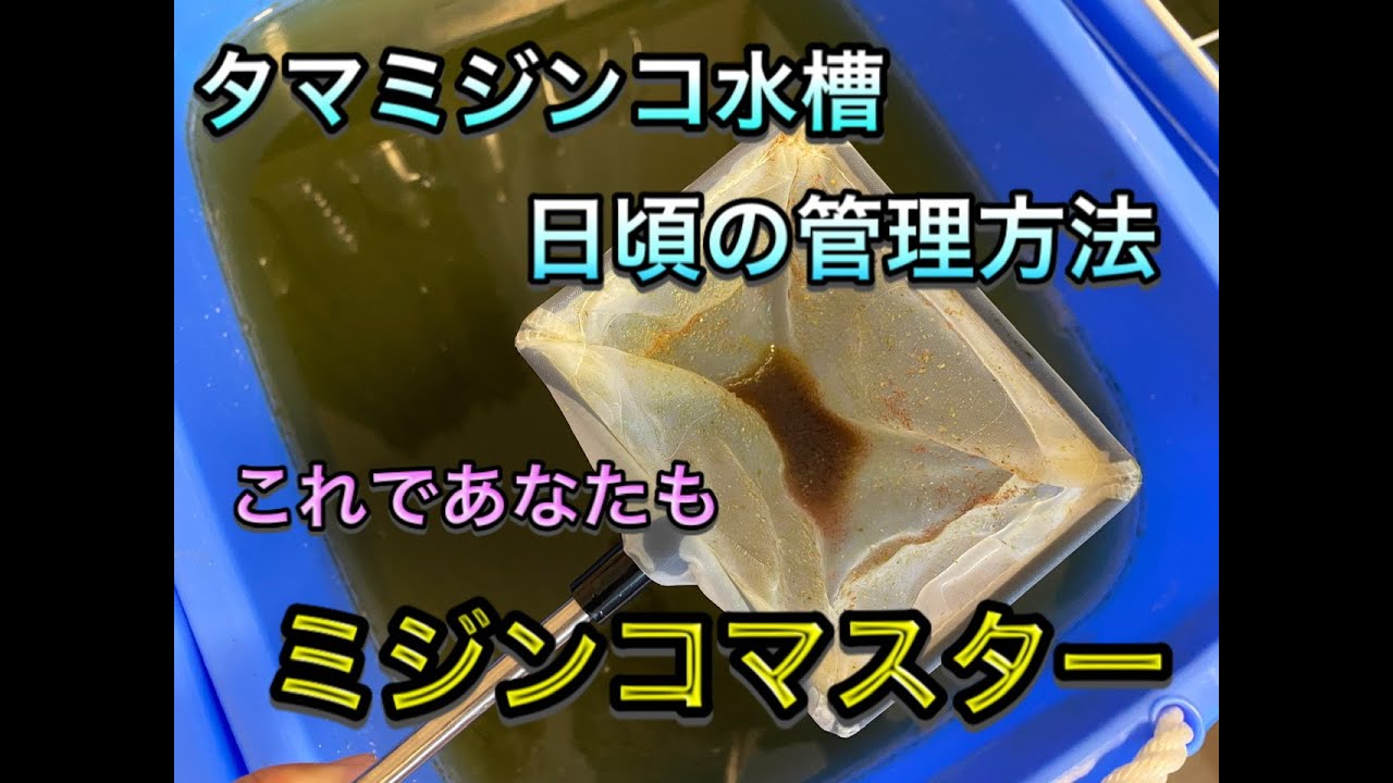 タマミジンコ水槽、日頃の管理・メンテナンス方法〜これであなたもミジンコマスター〜