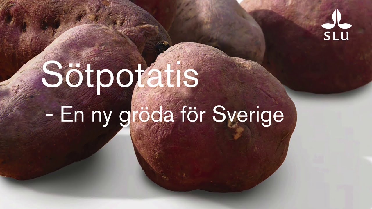 Sötpotatis - en ny gröda för Sverige