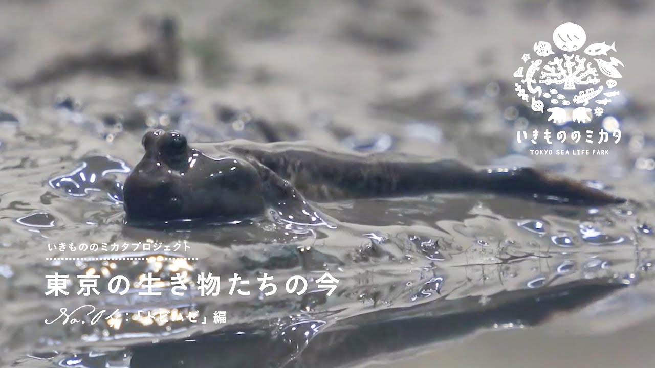 No.04トビハゼ編／東京の生き物たちの今