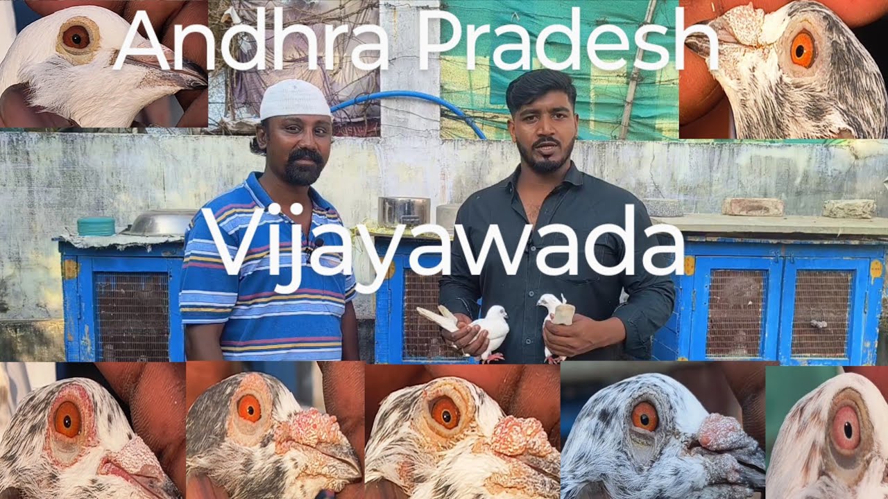 Andhra Pradesh Vijayawada Anwar bhai Ghar ke kabutar+91 63093 43856🕊️🕊️