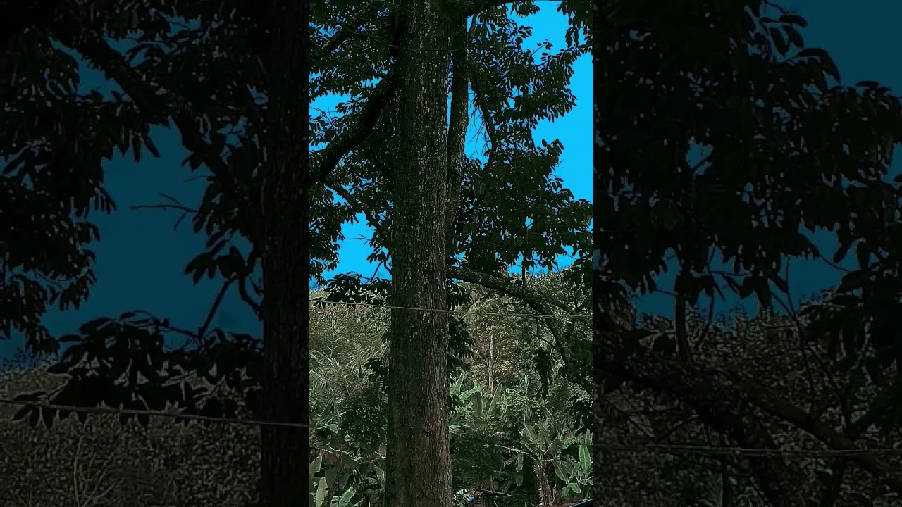 Filmic Pro + Color Grading +  SLOG 3 + 10 bit + Davinci Resolve