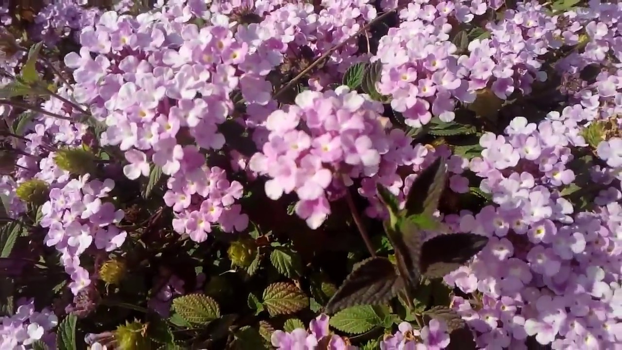 flores de lantana rastrera