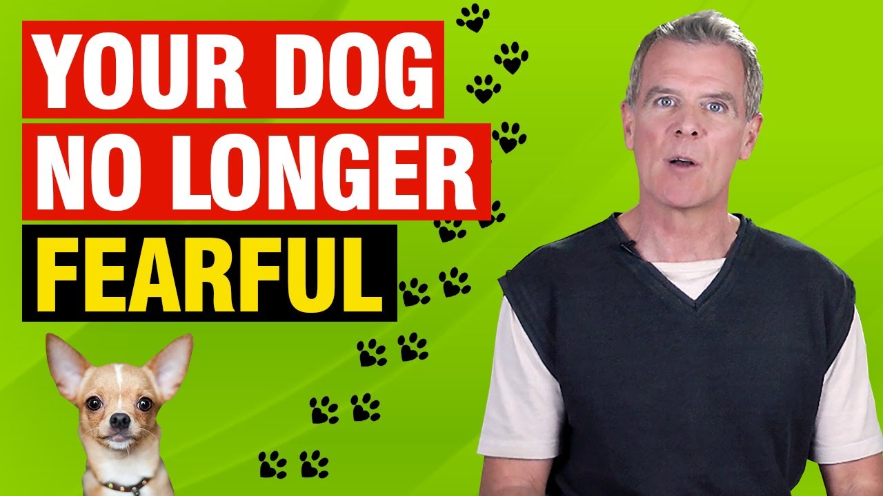 Dogs Separation Anxiety Solution (What to do NOW)