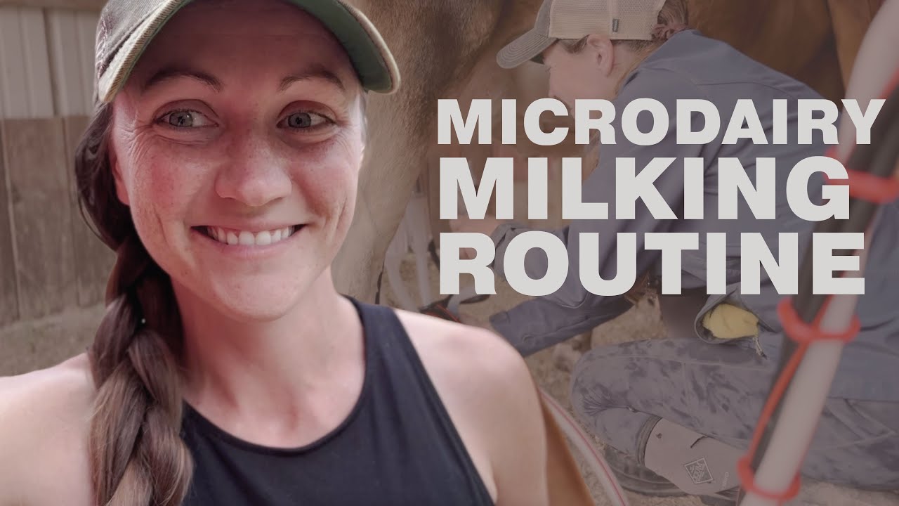 Microdairy Milking Routine