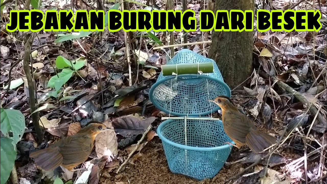 TUTORIAL JEBAKAN BURUNG DARI BESEK || AEJA PETUALANG