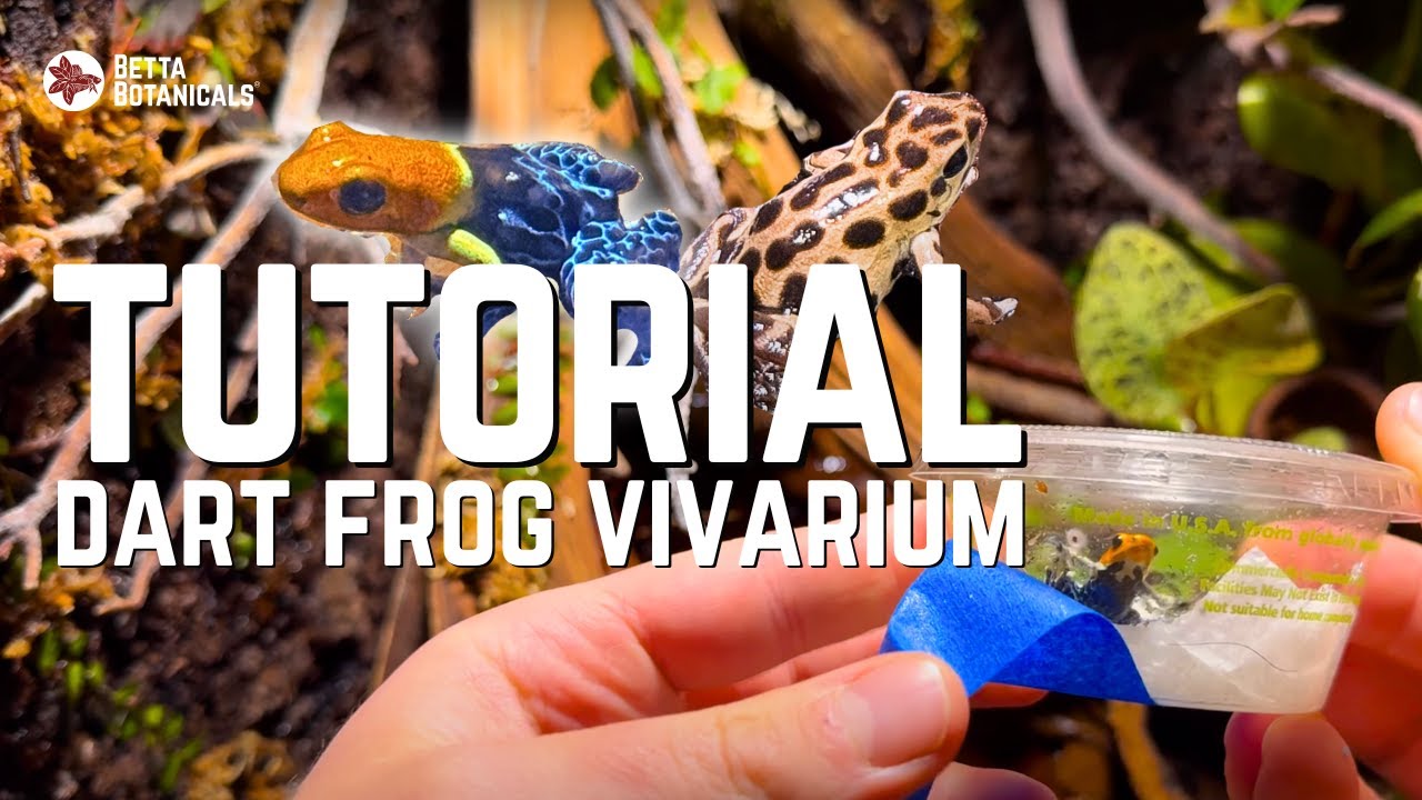 Cork Panel Vivarium for Fantastica 'True Nominal' & Bastimentos 'Gold Dust' | Ep. 2