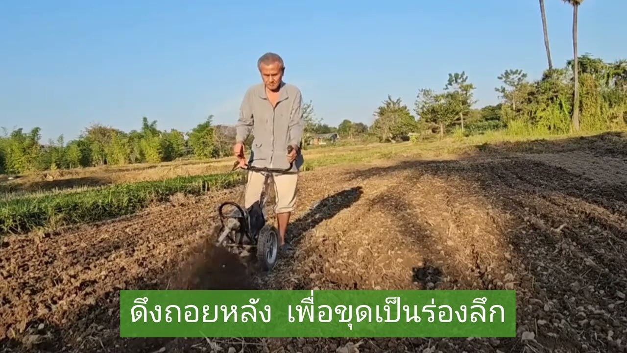 เครื่องเซาะร่องในแปลงถั่ว