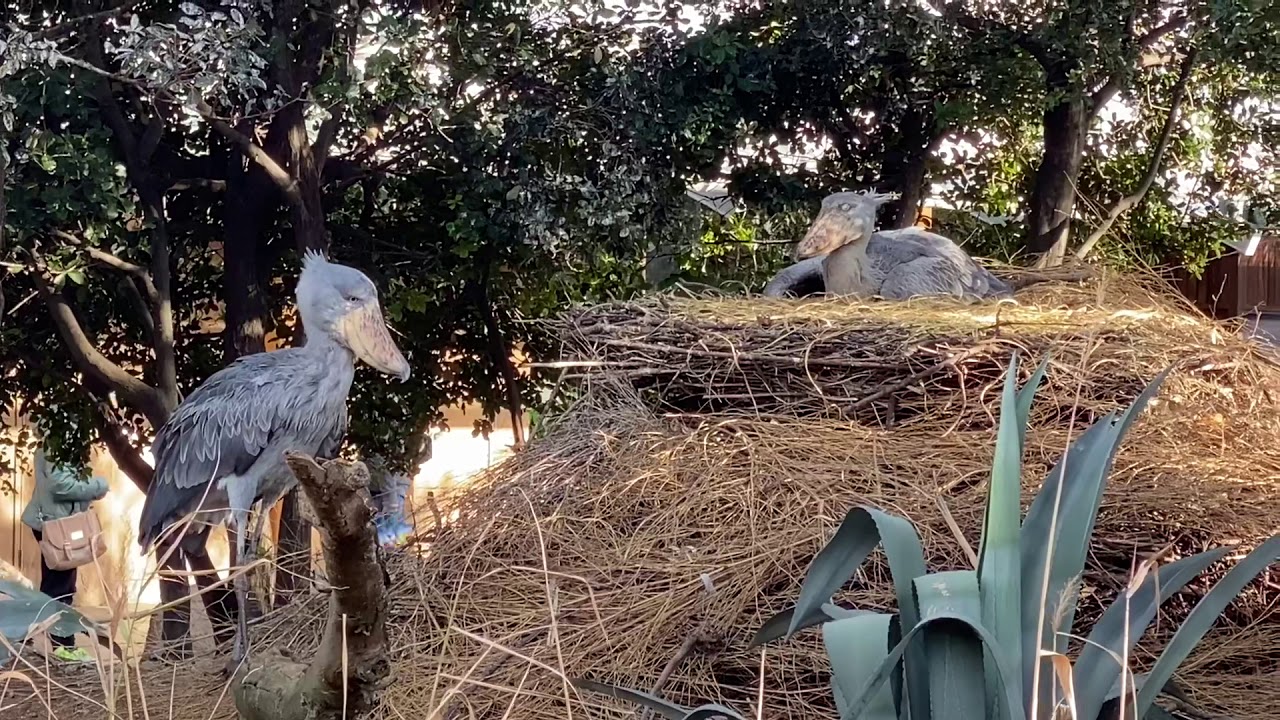 急接近！ハシビロコウ　ボンゴとマリンバ　恋の季節⁉️　shoebill