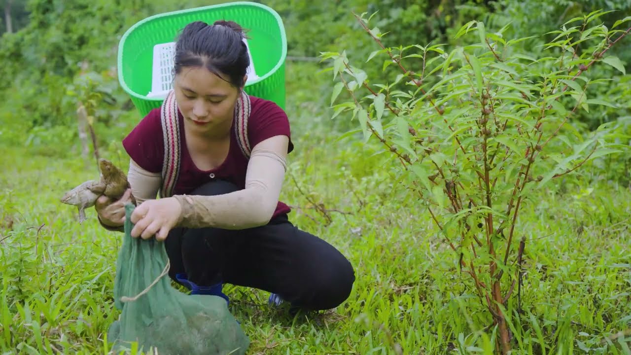 Harvesting Hundreds of Frogs in the Forest & Goes to Market Sell – Survival Life in the Jungle