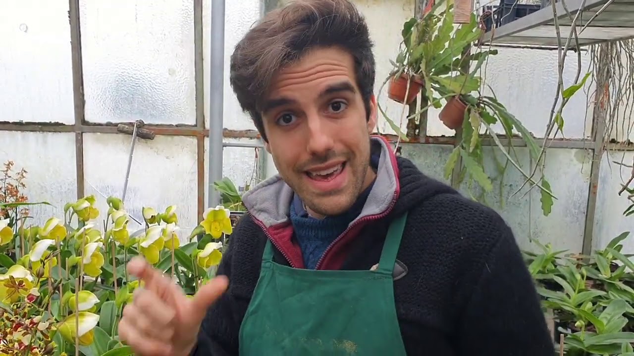 Trucco infallibile per far fiorire le orchidee  esiste?
