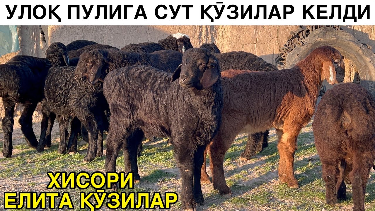 АРЗОН СУТ ҚӮЗИЛАР. ☎️+998992728213 ☎️+998912228213