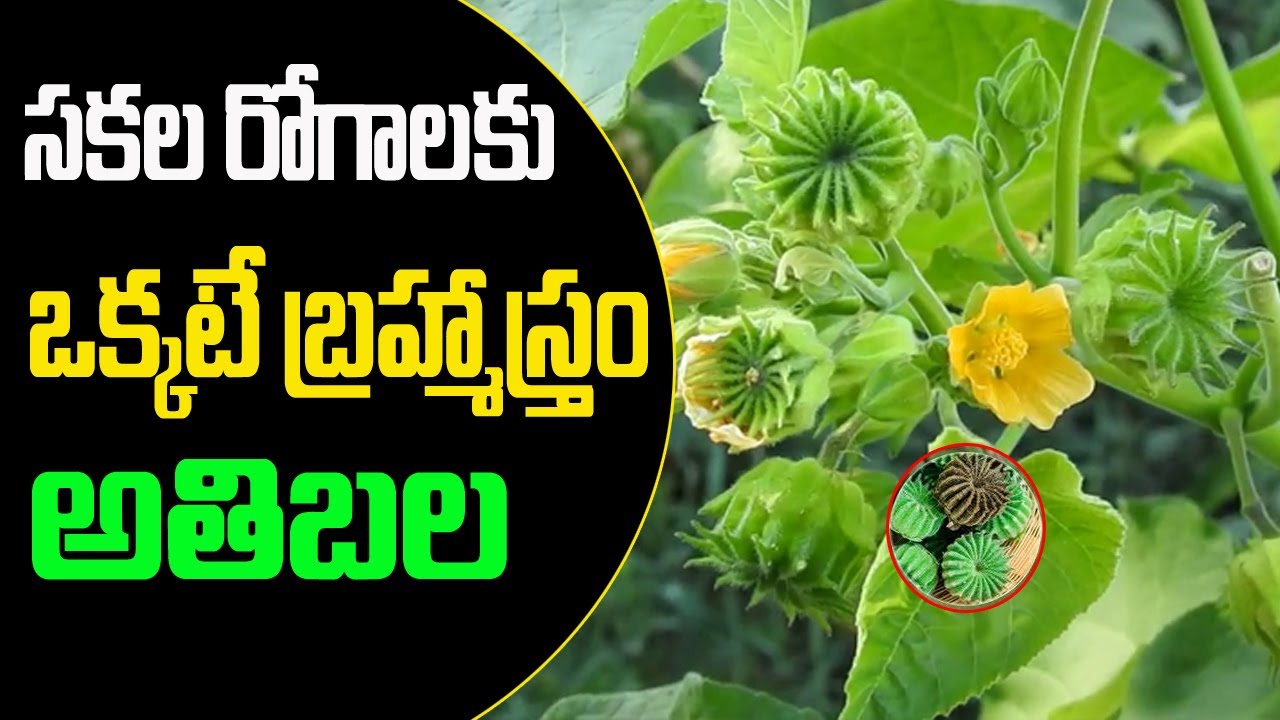 1000 రోగాలను నయం చేసే శక్తి దీనికి ఉంది || Atibala plant Benefits || Dr.BVR || Nature cure