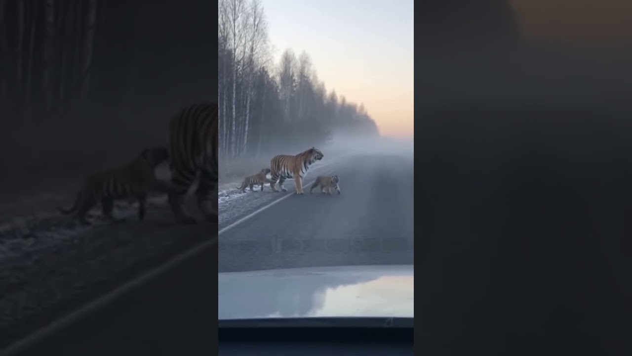 Когда природа воплощения😱🐅#ZalipAI #shorts #viral #wowmoment #russia #wildlife #trending