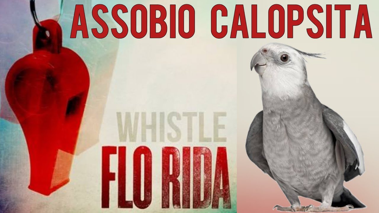 Assobio para calopsita - música whistle Flo Rida - cockatiel whistle