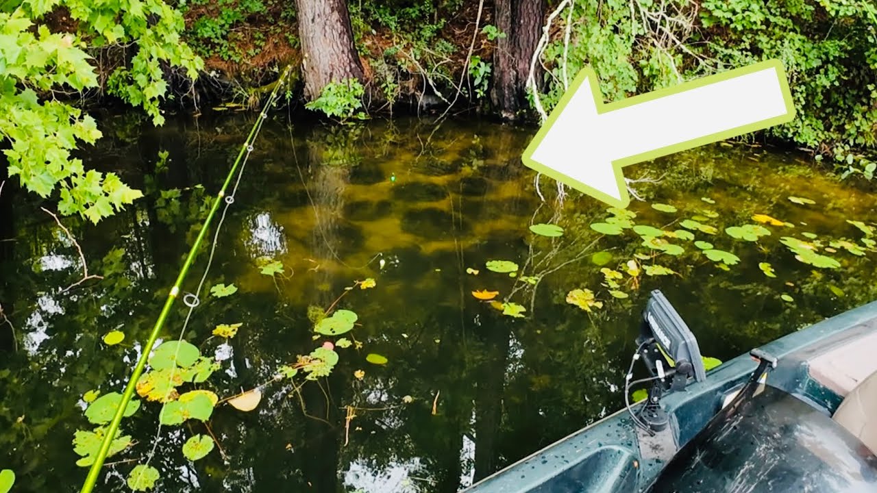 SIGHT FISHING REDEAR IN SPAWNING BEDS‼️SHELLCRACKER FISHING WITH LIVE CRICKETS‼️
