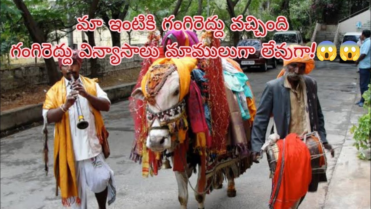 #gangireddu #videos #shocking #beatifulnature #videoviral 