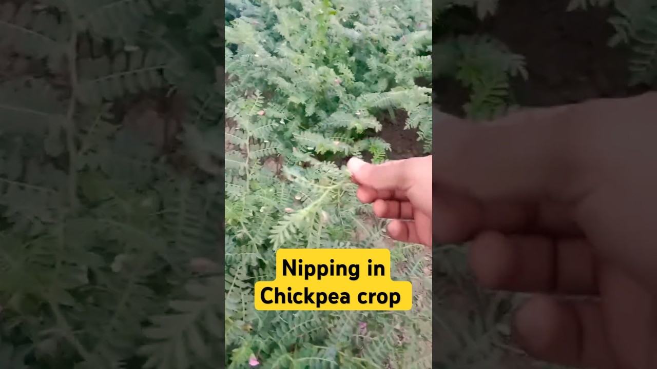 Nipping in chickpea crop #nipping #chickpeas #chana #production #processing #LiveAgriculture247