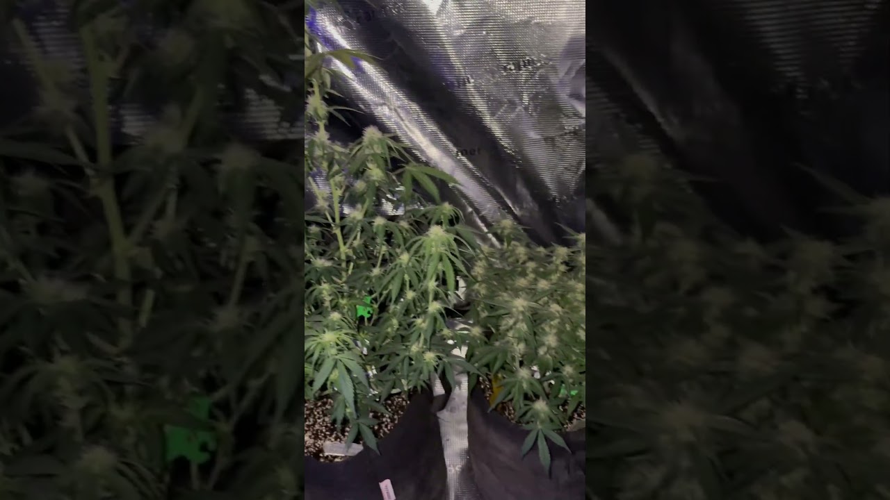 Stacked Autoflowers #trending #foryou #viral #plants #garden #viralvideo #shortvideo #feed #cannabis