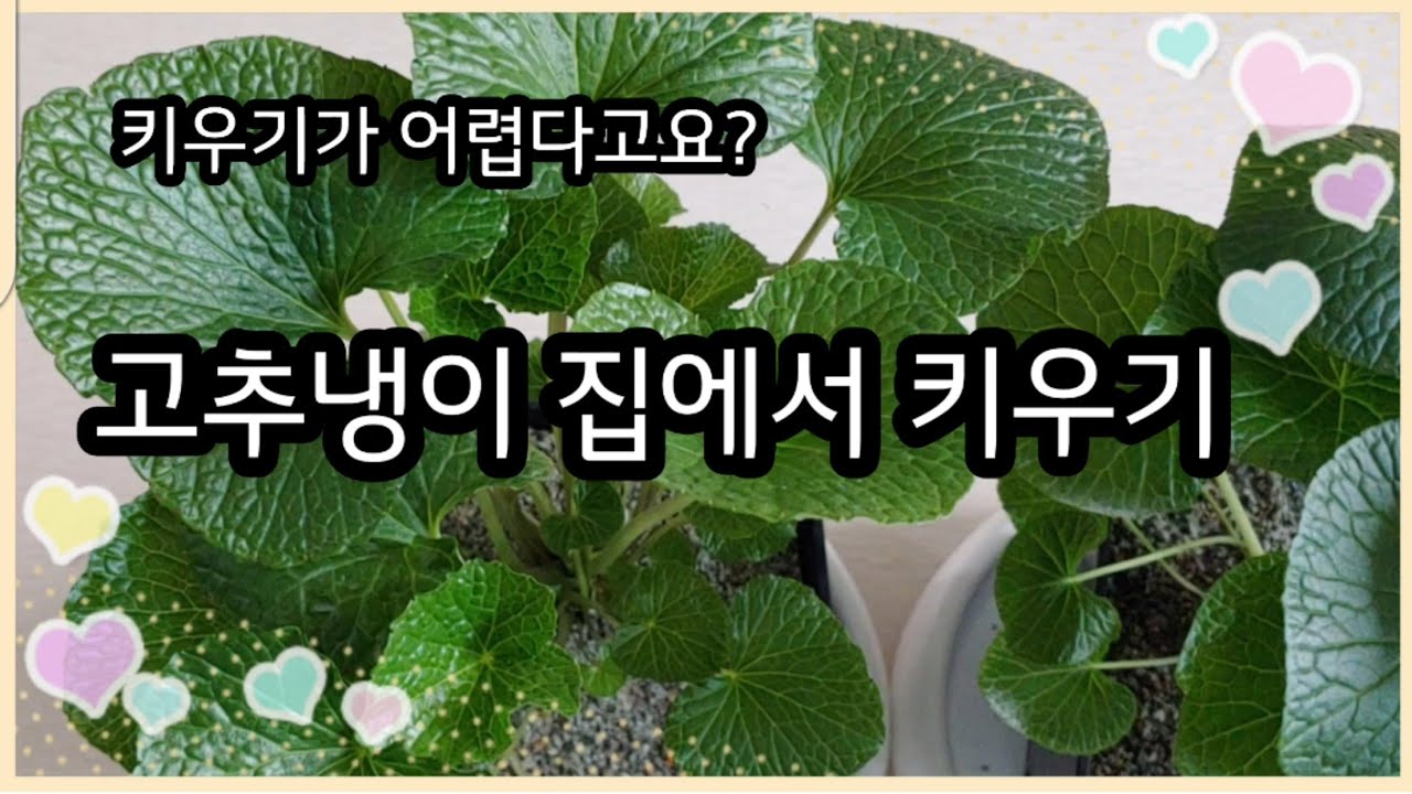 고추냉이 쌈채소,  고추냉이 장아찌 집에서 키워서 먹는다고요?