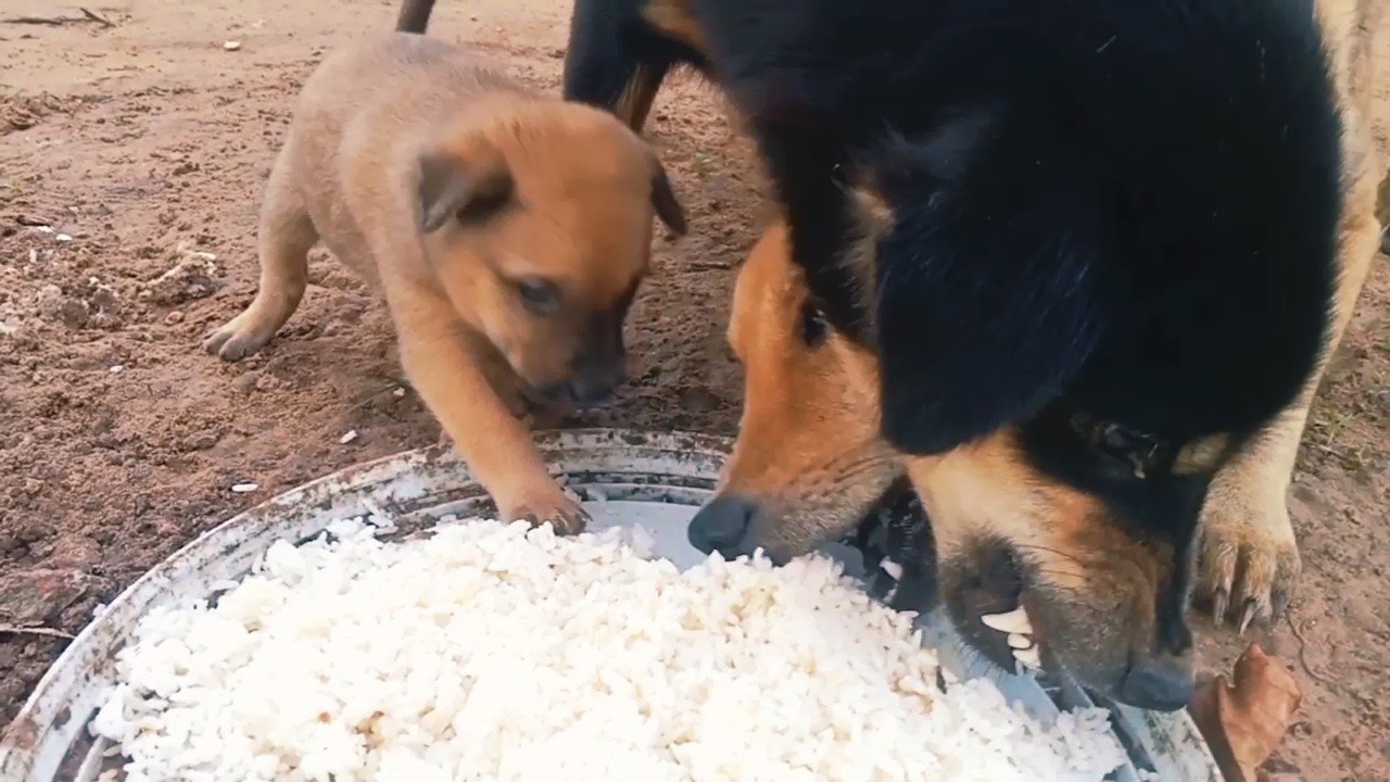 Hungry Puppy Eats Rice with Mom Dog 🐶❤️