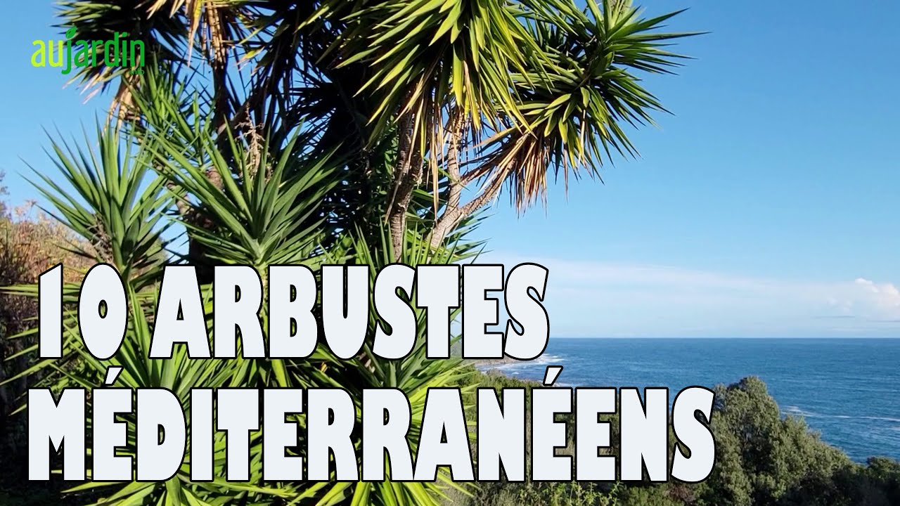 10 ARBUSTES pour un JARDIN M&Eacute;DITERRAN&Eacute;EN en PLEIN SOLEIL et SANS SOIF