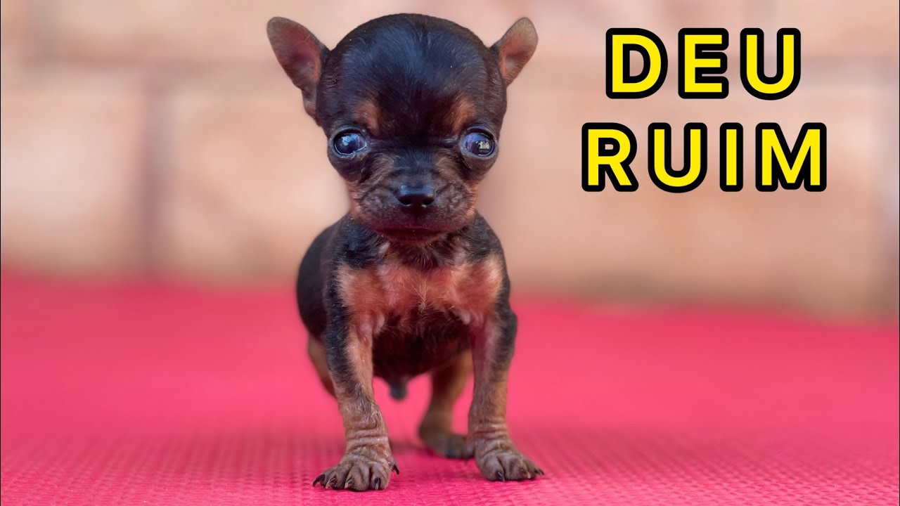 DEU RUIM PARA O FILHOTE ABANDONADO | PINSCHER FILHOTES