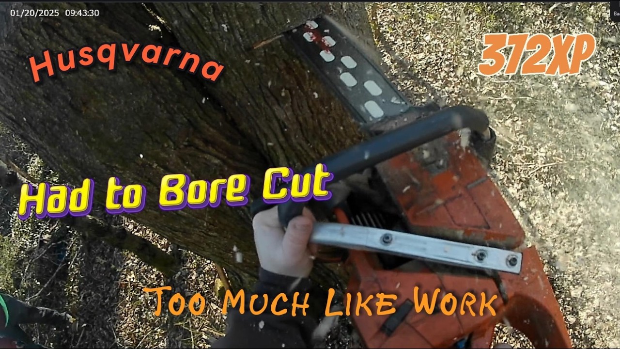 Cutting Down Trees for Firewood