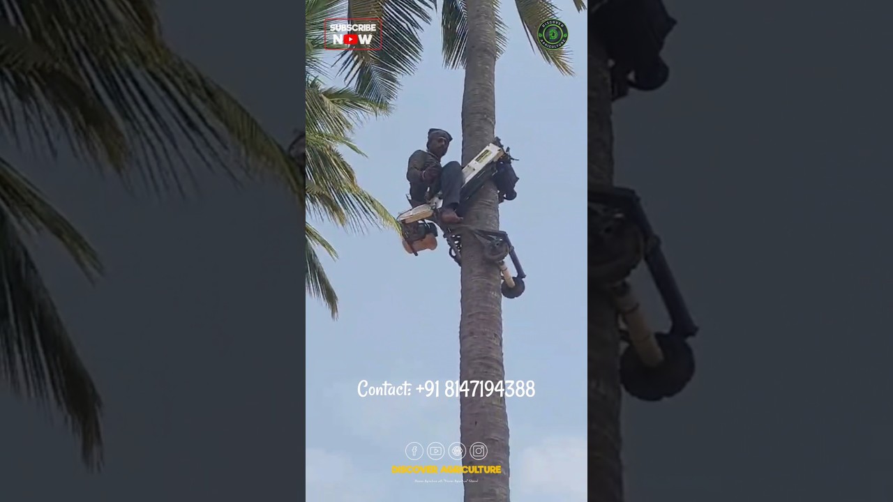 Amazing Coconut Tree Climbing Bike