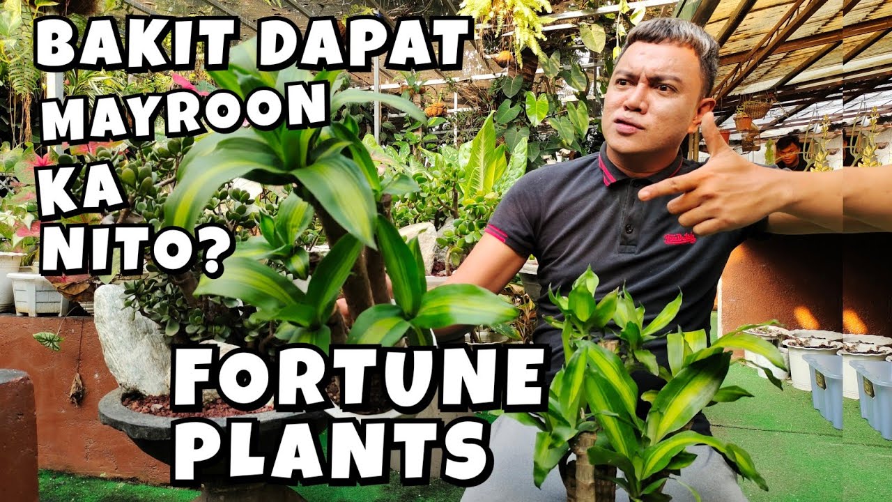 7 REASONS WHY YOU SHOULD HAVE FORTUNE PLANTS AT HOME? | BENEFITS & PLANT CARE