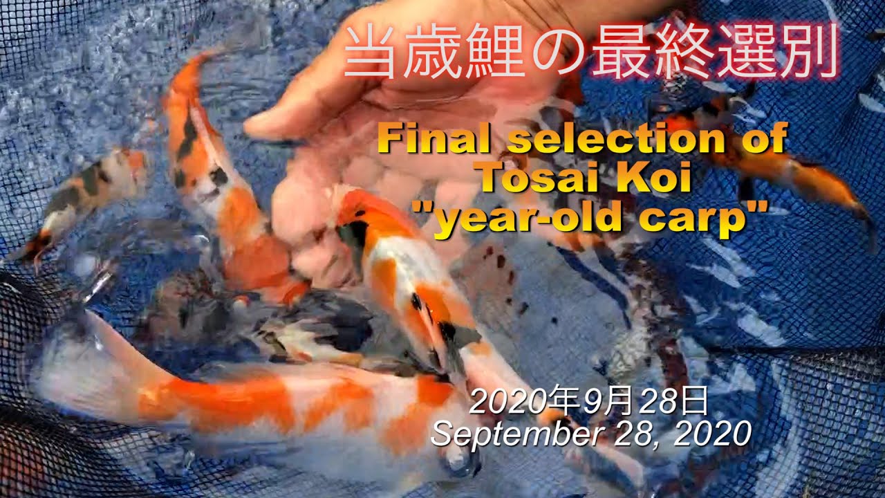 【錦鯉】当歳鯉の最終選別 2020年9月28日 Final selection of Tosai Koi 
