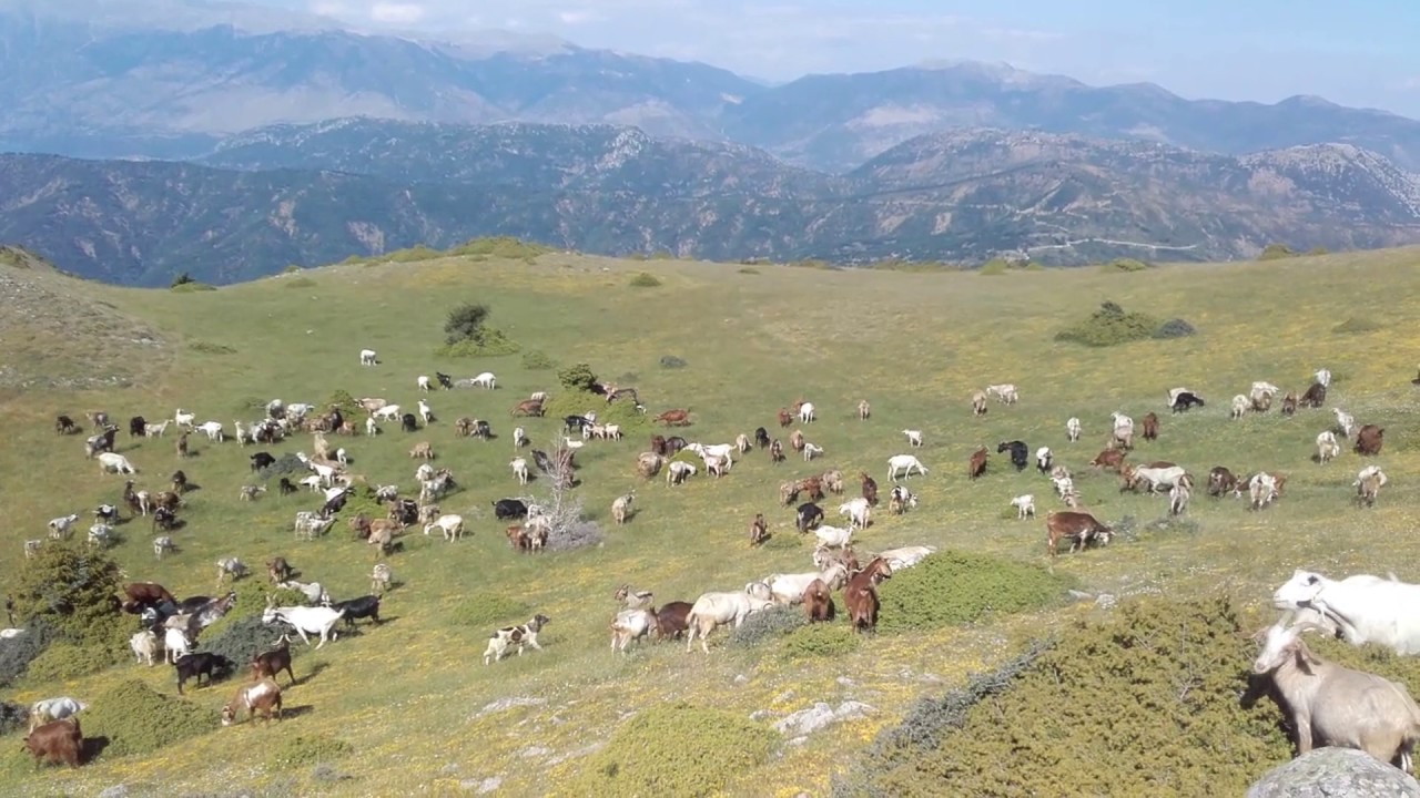 Κοπάδι με αρμάτα στο Τρίκορφο όρος 1545m