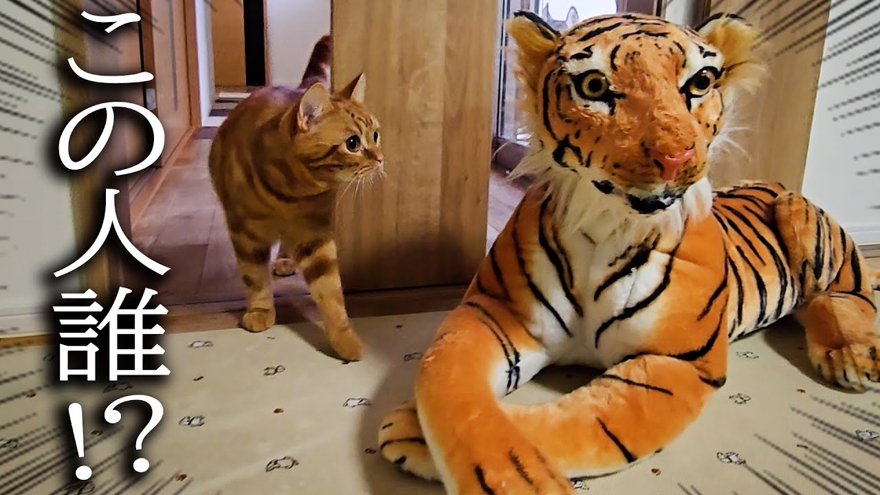家にトラがいた時の子猫と犬の反応が120点すぎました
