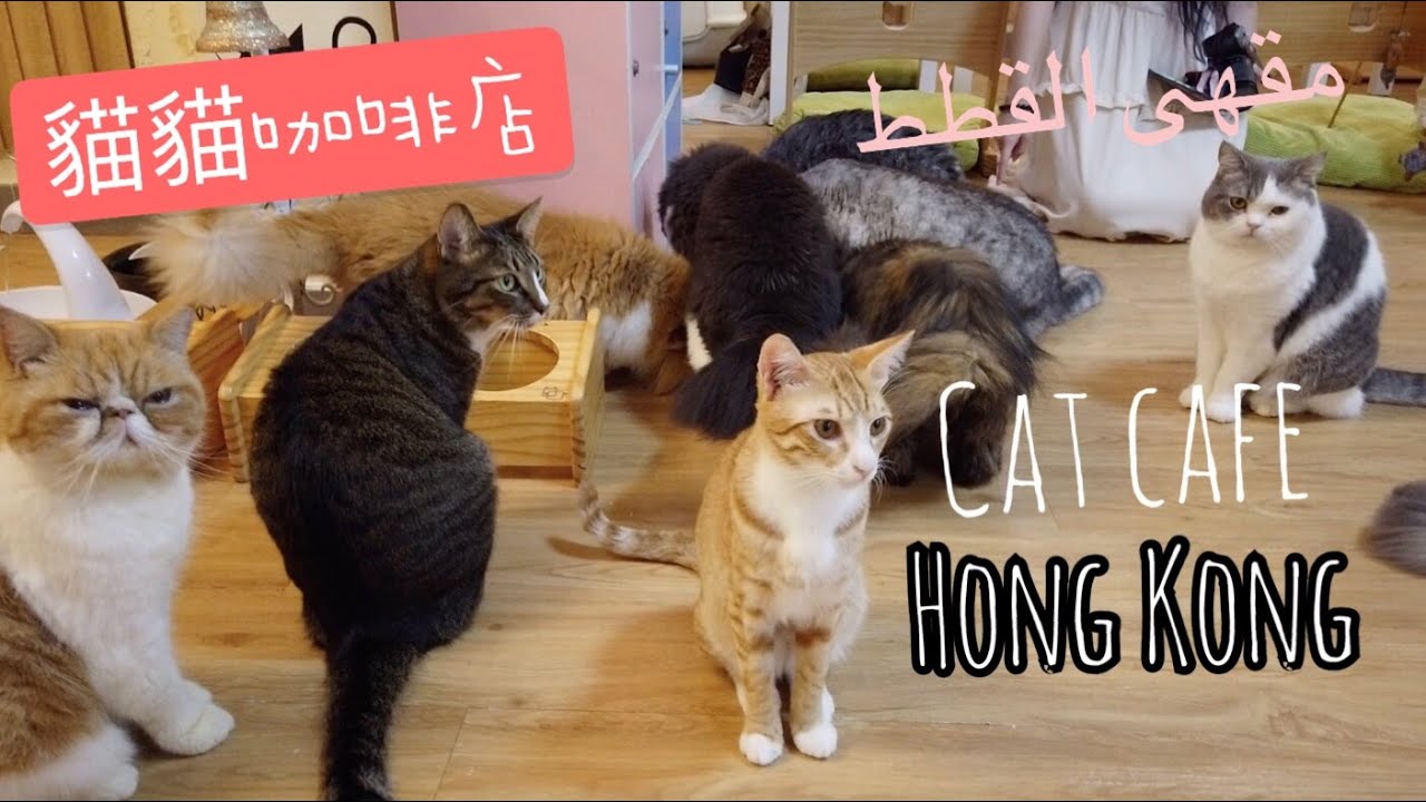 [貓貓咖啡店] Hong Kong Cat cafe experience مقهى القطط #Cat Cafe #貓Cafe